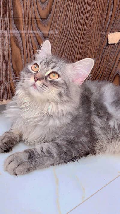 Persian cat for sale