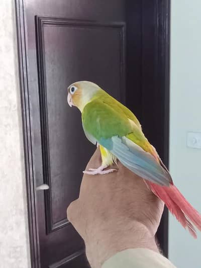 Pineapple Conure Handtame For Sale Pinapple Canure Red Factor Conore