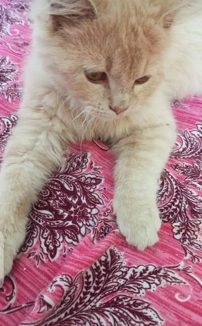 GOOD BREED Ginger percian cat