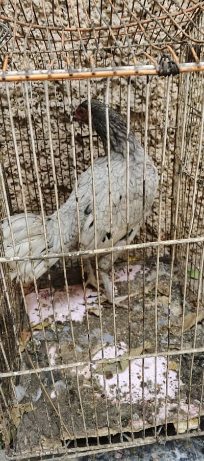 pevar aseel h jis bhai ko chez ki samjh hu wo rabta kary