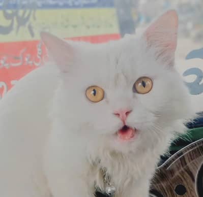 male cat family pet age 6to7 months white  color long hair Persian