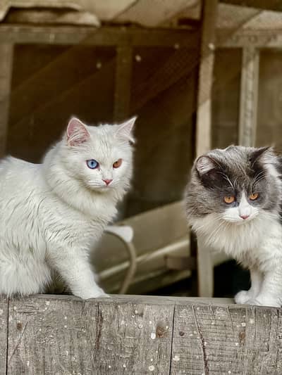 persian female cat