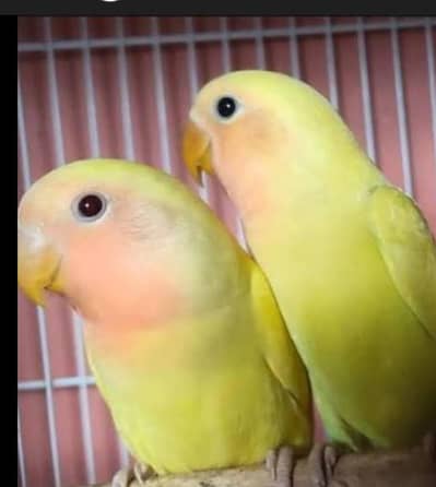 Albino And Lotino For Sale