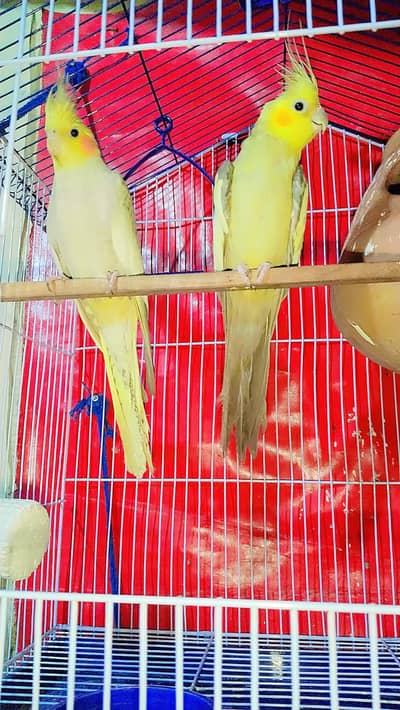 cockatiel bredar pair  full active pair