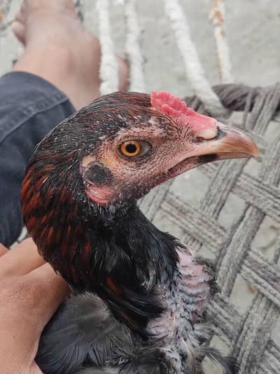 Good quality Thai Cora's 5 month patha fither bloodh Line. . .