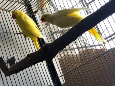 Yellow Ringneck Proven Breeder Pair for Sale