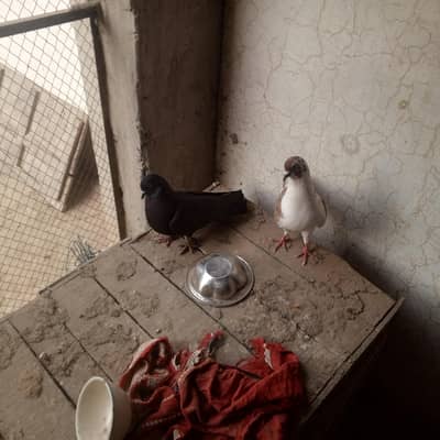 sherazi pair for sell  breeder pair ha chick b dea ho dubara phr Ando