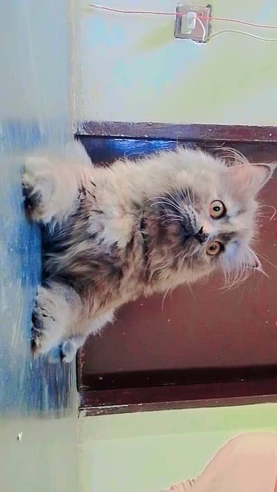 persion female triple coat healthy only what's app 03262647507