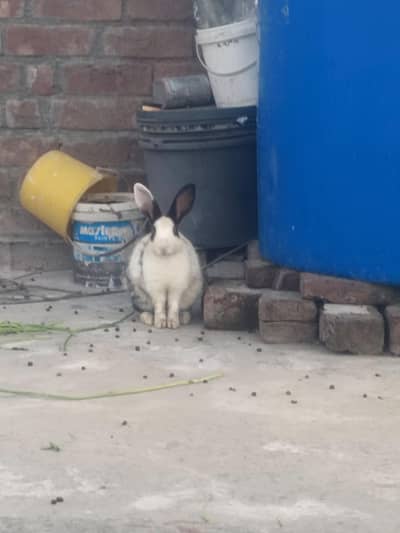 Rabbit For sale
