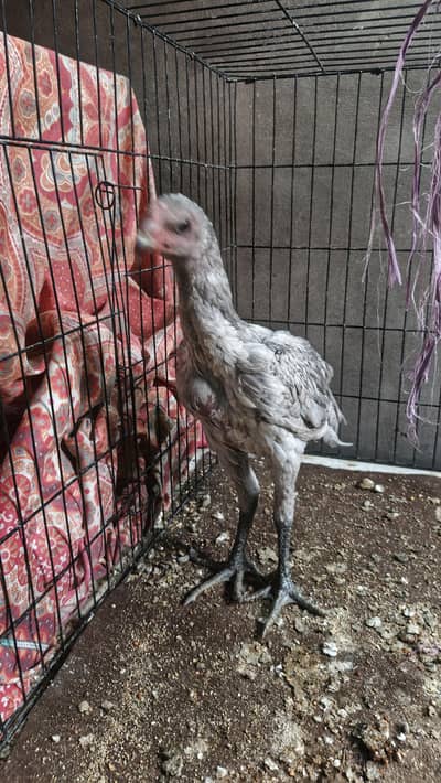 ice blue dragon paths and eggs 03286582464