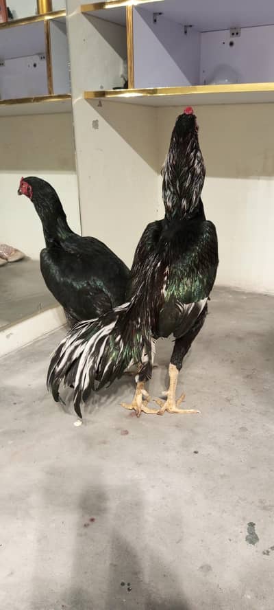 Lasani, Mushki, Amroha Top Quality Murga or murgi For Sale