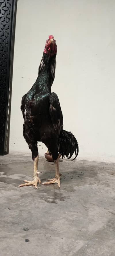 Lasani, Mushki, Amroha Top Quality Murga or murgi For Sale