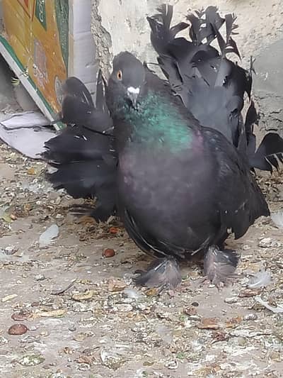 English leaky for sale Indian bhi ha