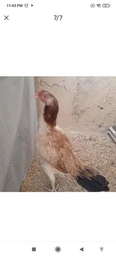 aseel mianwali breeder Madi