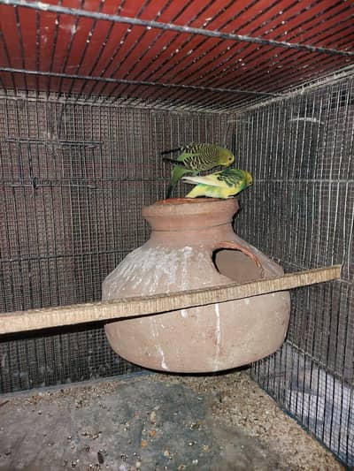 Budgie pair ready for 1st breeding