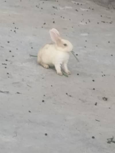 Small Rabbit For sale
