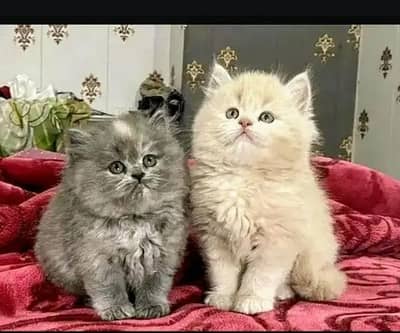 Persian kittens triple coat pair for sale contact whatsap 03224986210
