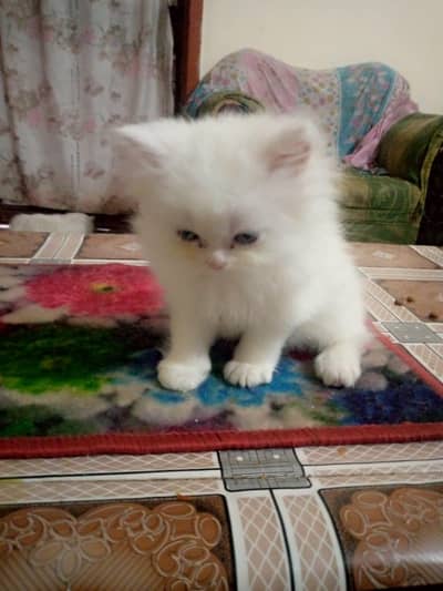 Persion Fluffy White Kitten