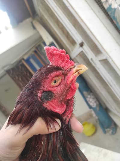 Aseel High-quality Trio