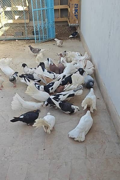 Healthy Pigeons for Sale – اچھی نسل کے کبوتر فروخت کیلئے