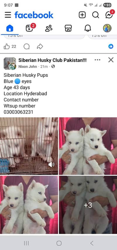 Alaskan Malamute Huskypups