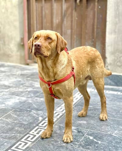 Labrador Retriever (Yellow/Golden color) ki nasl hai.