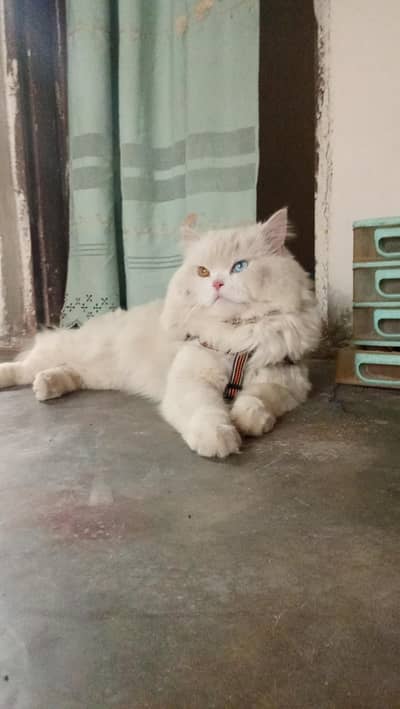 passion ode eyes male