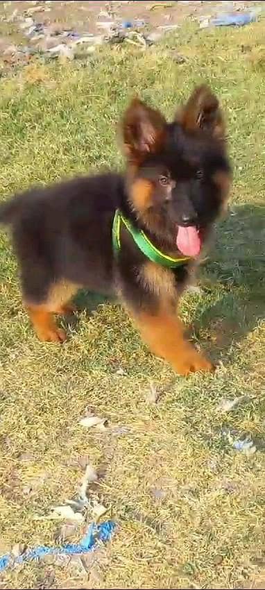 German shepherd puppies  my WhatsApp number o32452852o7
