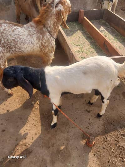 2 goats male  for sale