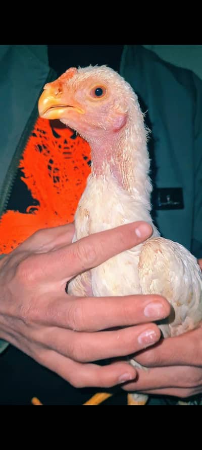 Indian Parrot Beak Longtail