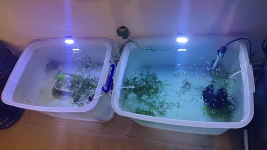 guppy breeding setup
