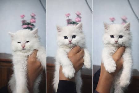 kittens available for sell #03281947009