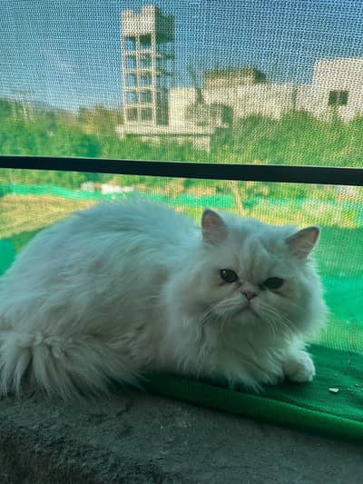 cat pure Persian