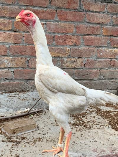 Pure white O shamo female for sale.