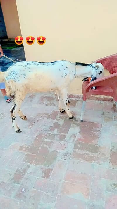 for sale 03004535495