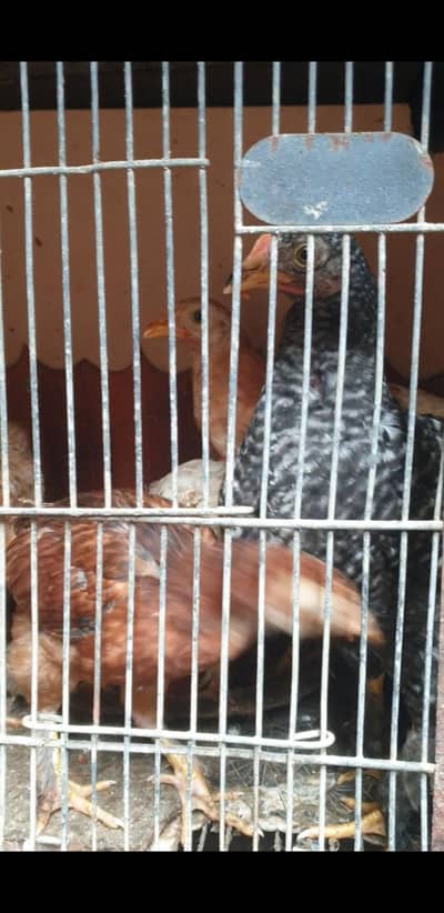 aseel,desi,fancy chicks