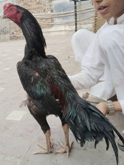 Mushka murga high quality 03074968775