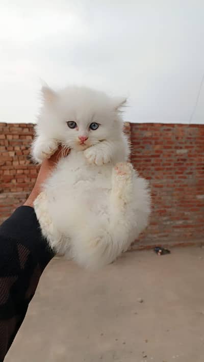 cats for sell triple cot