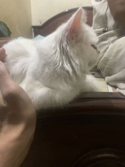 Persian  female kitten for sale triple coated