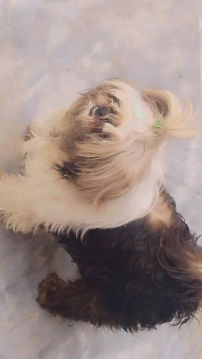 Shihtzu female