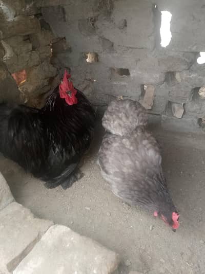 Bentum pair for sale