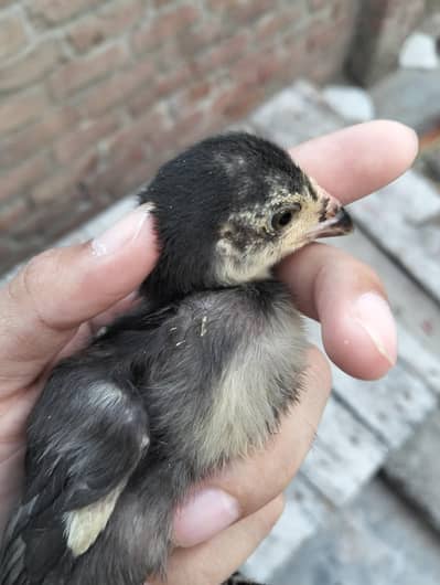 Aseel Chicks Available