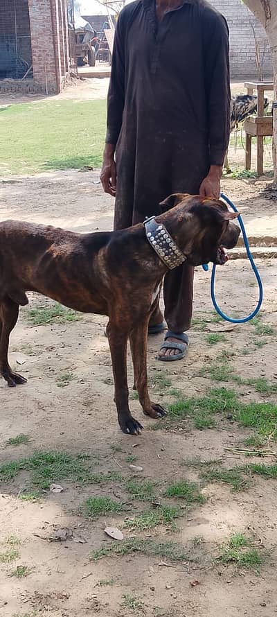 Bully Dogs | Bully Pupps | Gultair Pupps | Bully Pupps For Sale