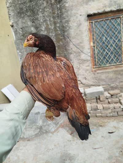 Aseel hen mianwali 4000 se kam wale rabta na karin (home breed))