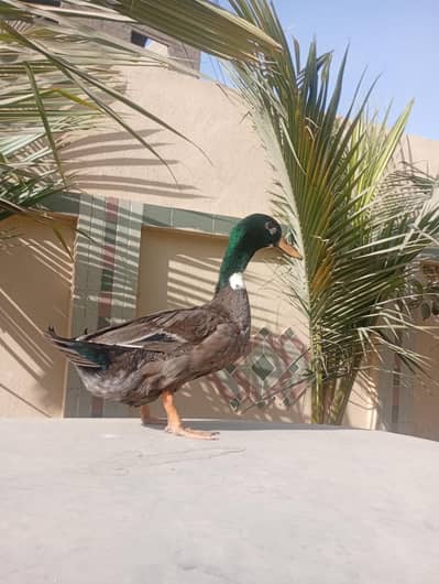 beautiful male duck  in young age