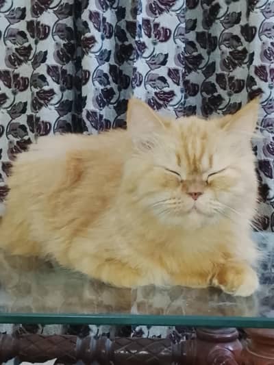 pure persian doll face