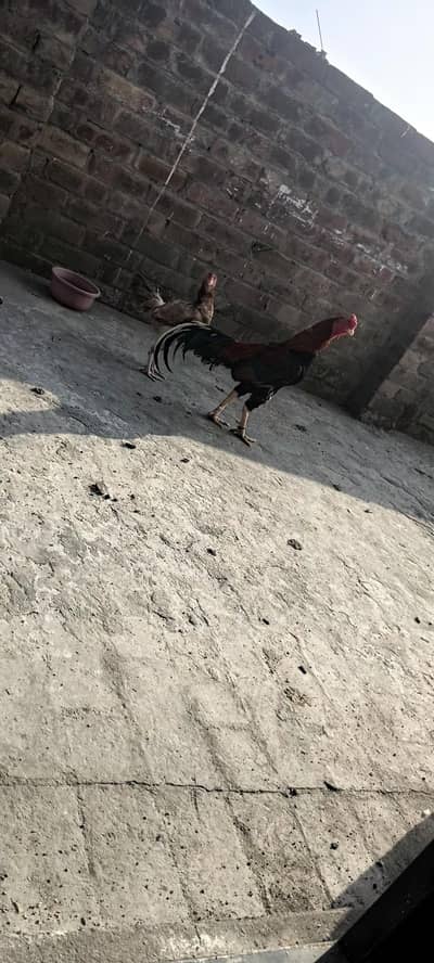 aseel 4murgiya 1murga 6bachy aseel