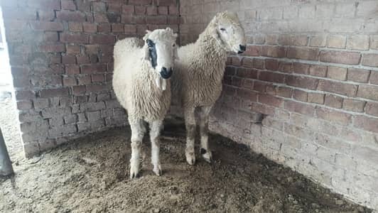 male sheep mundray 2 adad bohat Kamal han