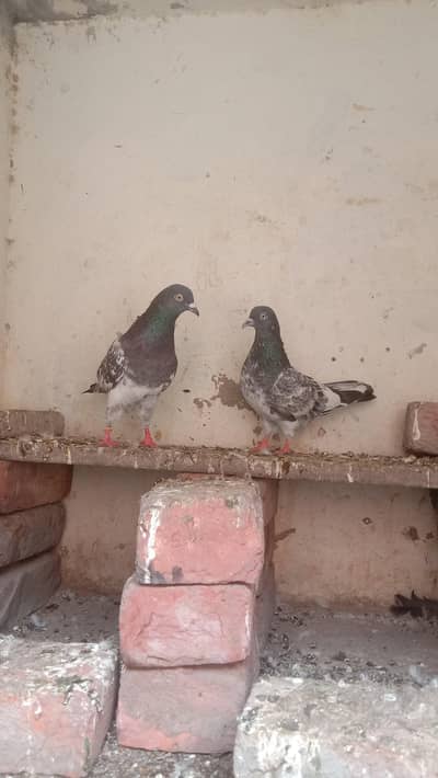 3500 jora final mazboot Hadi jor