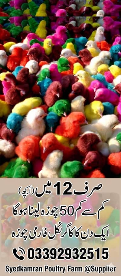 DAy old golden chick's/ eggs laying hens |/pathy pathiya